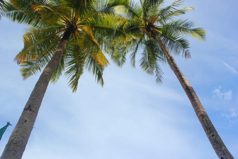 day, palm leaf, tropical climate, boarder, coast, plant, directly below, tropical tree, vacation, 5K, tall - high, no people, tree trunk, summer, trunk
