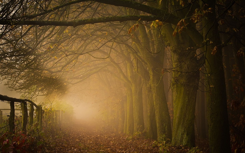 morning, leaves, nature, atmosphere, landscape, 1080P, shrubs, trees, path, fence, forest, fall, moss, mist