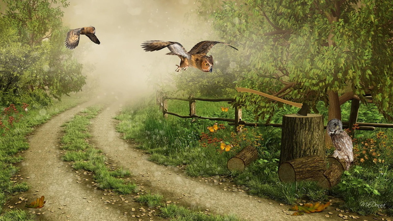 forest, foggy, fall, path, mist, trees, ranch, 1080P, leaves, owls, chop wood, season, early, fence
