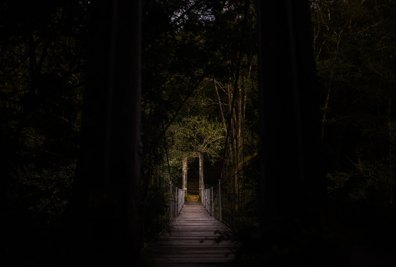 no people, the way forward, plant, branches, direction, architecture, land, trees, built structure, timber bridge, woods, bridge, connection, scenics - nature