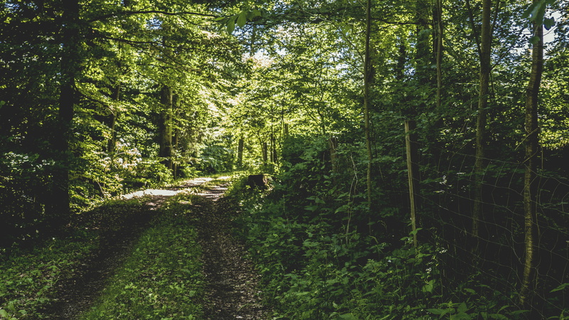 pathway, forest, woodland, land, travel, no people, fence, way, day, landscape, path, scenery, forest path, scenic, outdoors, beauty in nature, grass, trail