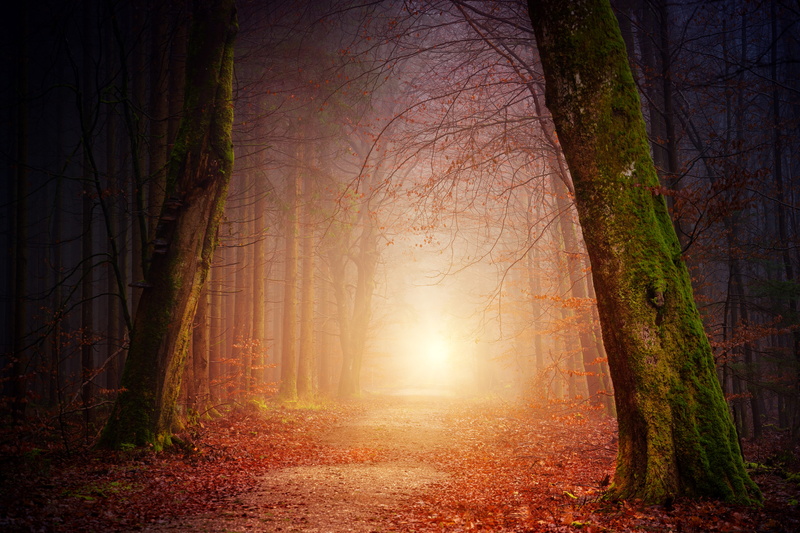 foggy, mist, branch, fog, footpath, summer, lightray, tree Trunk, spooky, plant, non-Urban Scene, scenics, color Image, vibrant Color, light - Natural Phenomenon
