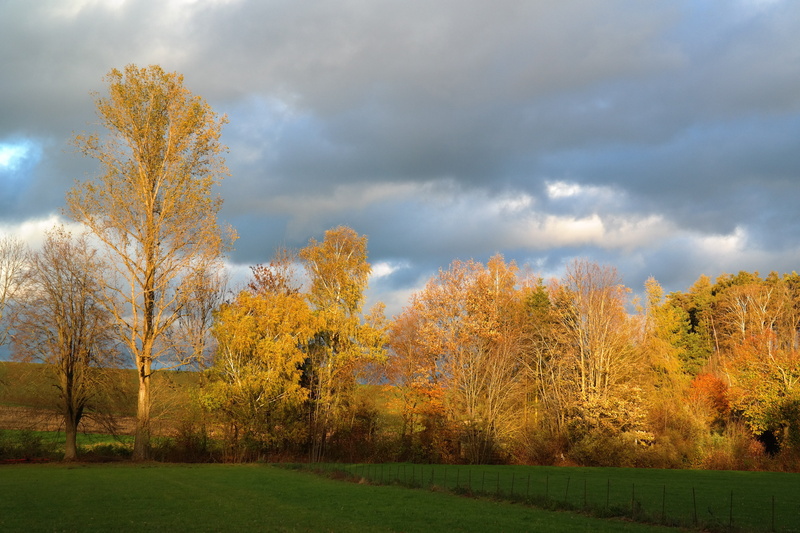 change, woodland, beauty in nature, autumn light, land, leaf, coloring, orange color, plant, autumn, sunlight, autumn mood, environment, plant part, 5K