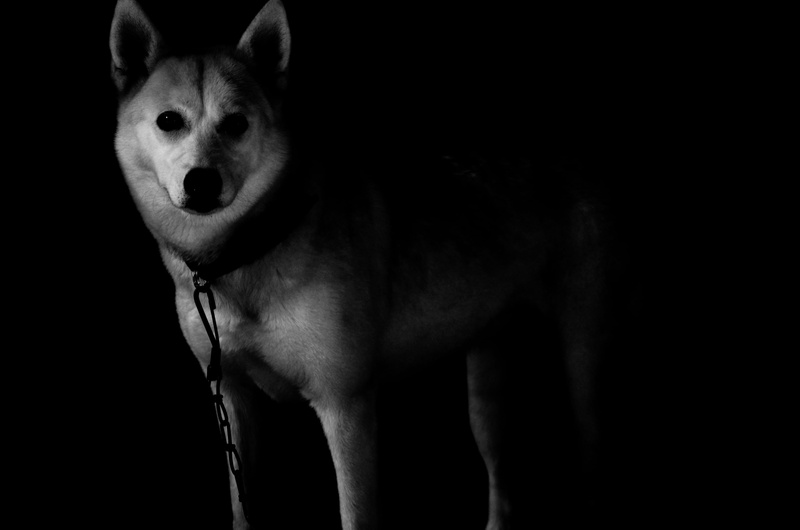 black and white, grayscale, chain, portrait, no people, s, intense, animal wildlife, domestic, dog, one animal, photo, sled dog, short, domestic animals