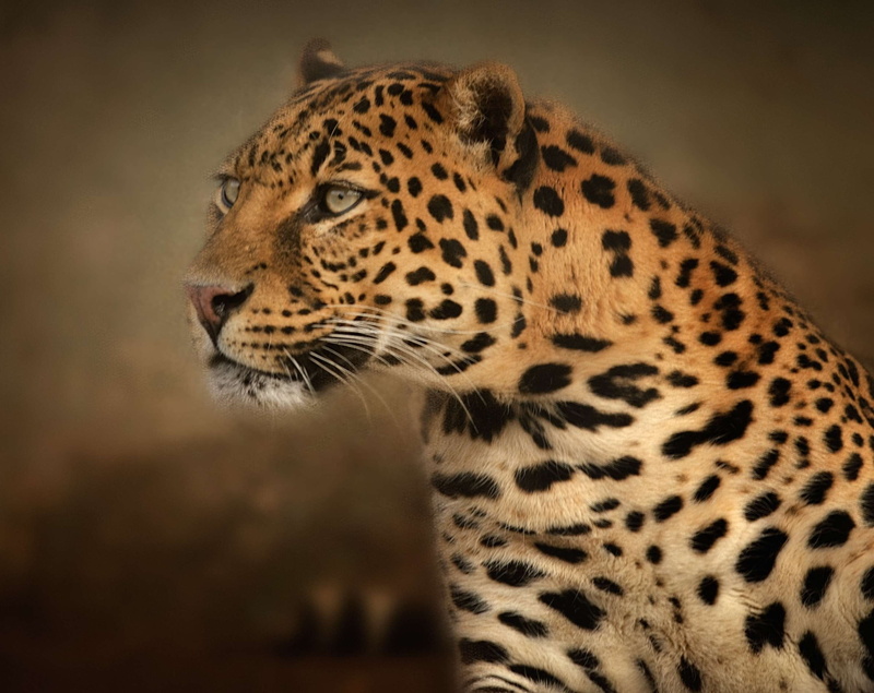 dangerous, selective, animal, rosettes, one animal, whisker, animal body part, looking away, zoo, undomesticated cat, nature, animal wildlife, animals in the wild
