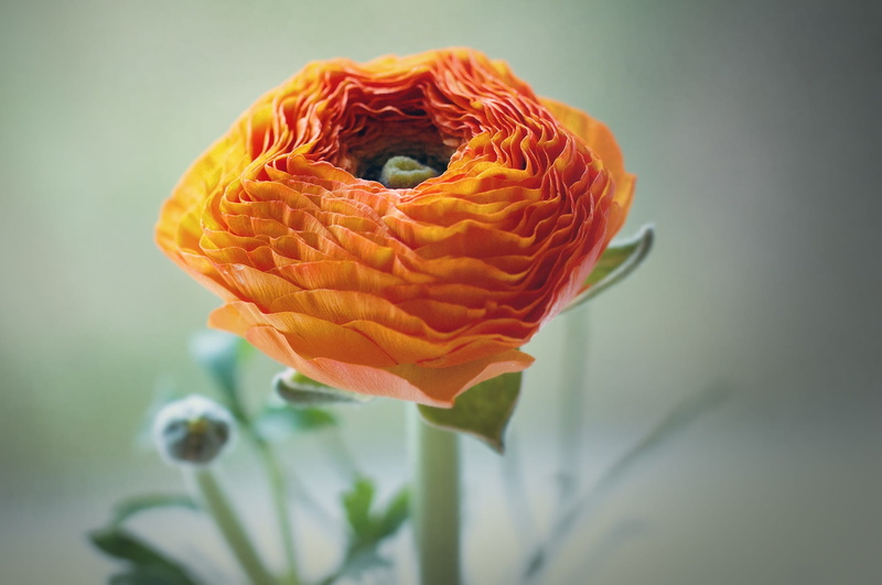 orange color, beauty in nature, focus on foreground, rose - flower, orange, inflorescence, plant, flowering plant, selective, softness, close, flower, rose