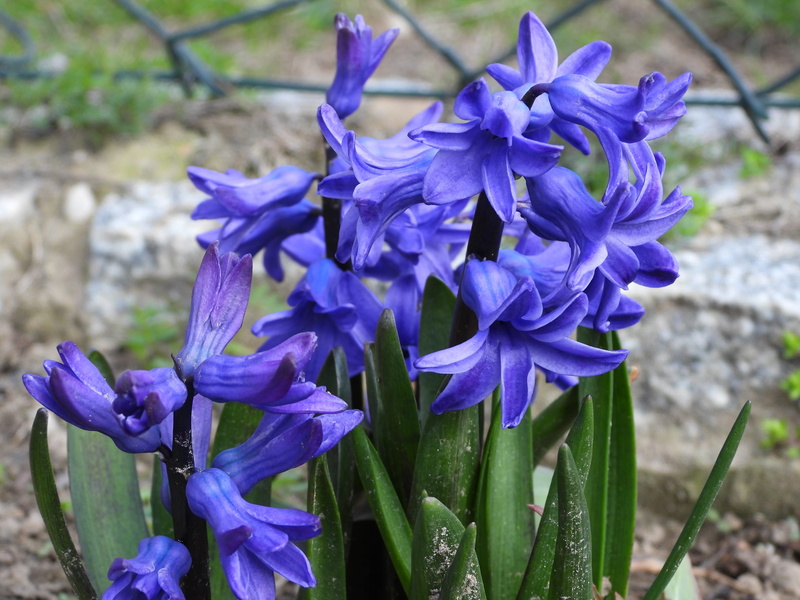 figure, spring, 4K, intense aroma, petal, day, inflorescence, hyacinth, fragrant, close-up, flowering plant, vulnerability, bunch of flowers, no people