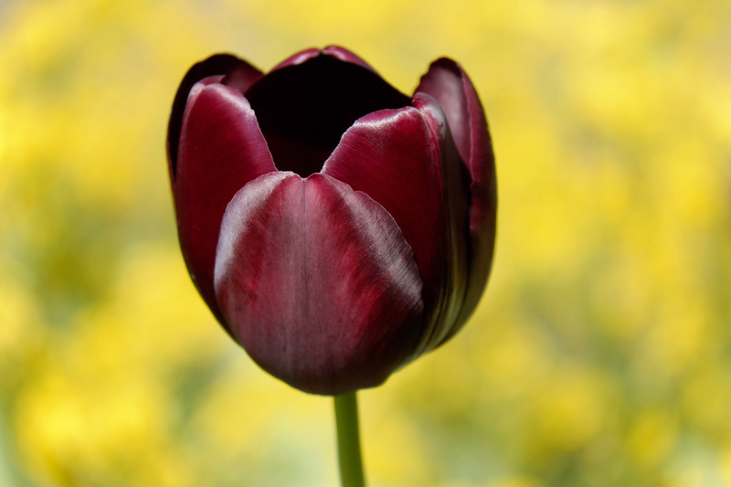 single object, nature, heart shape, intense color, vulnerability, emotion, no people, day, food and drink, schnittblume, spring flower, closeup, freshness