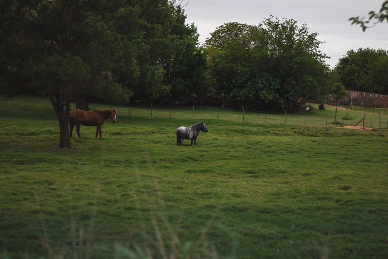 oro verde, animal, ranch, tree, agriculture, group of animals, meadow, pets, mammal, bull, green color, outdoors, green, domestic animals, plant, land