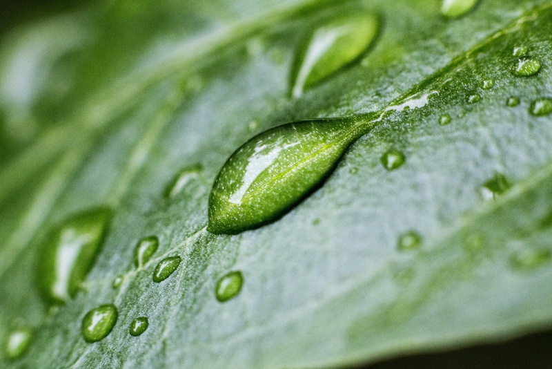 water, gouttes, 720P, zoom, macro, nature, drop, toile, flowers, pluie
