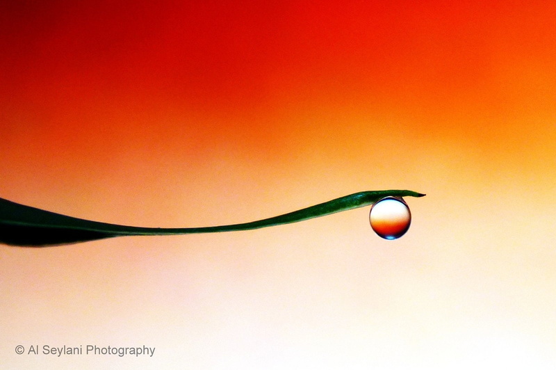 pluie, nature, drop, zoom, water, gouttes, toile, flowers, 720P, macro