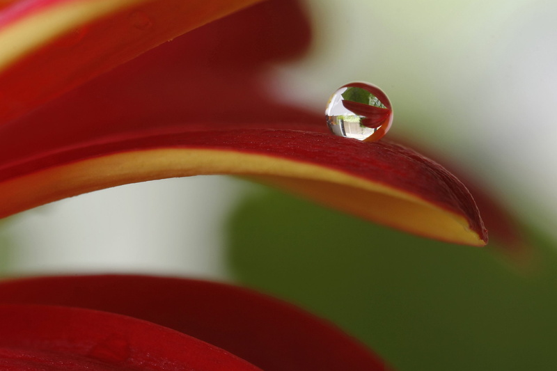 pluie, flowers, macro, gouttes, water, drop, nature, 1080P, zoom