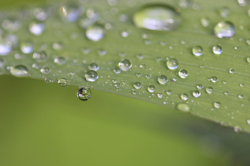 flowers, zoom, 1080P, toile, macro, nature, drop, water, gouttes, pluie