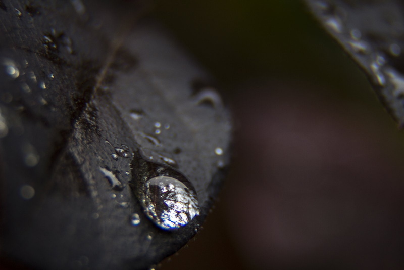 gouttes, 720P, nature, pluie, flowers, water, zoom, macro, drop, toile