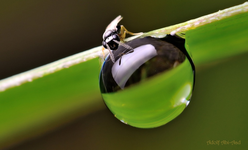 drop, water, pluie, 1080P, flowers, nature, macro, zoom, gouttes