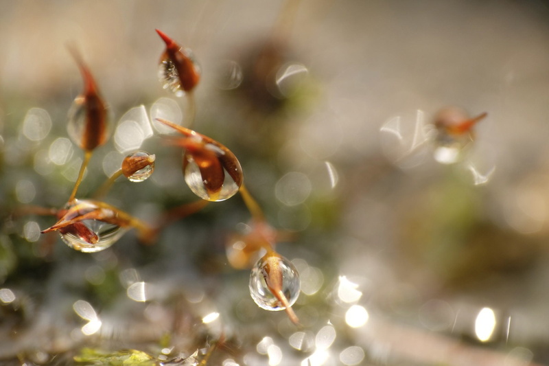 toile, flowers, drop, zoom, pluie, nature, gouttes, 1080P, water, macro