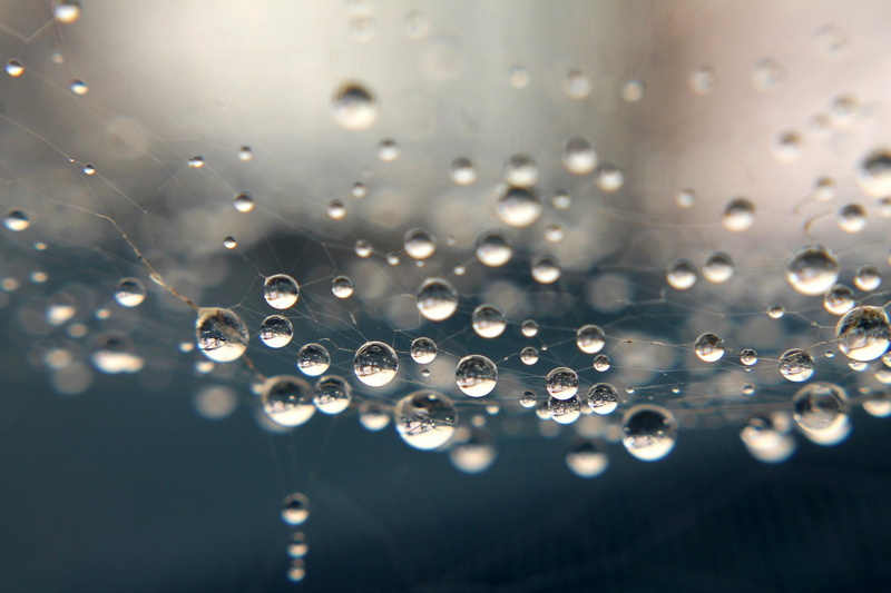 nature, toile, pluie, drop, water, macro, zoom, gouttes, flowers, 1080P