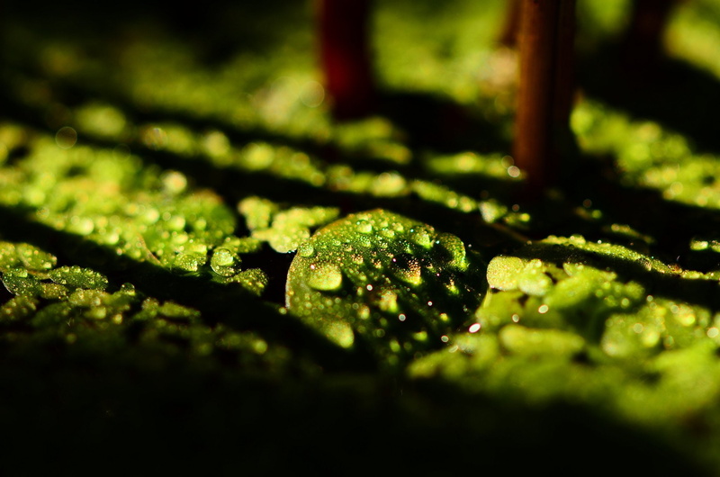water, zoom, macro, flowers, 1080P, pluie, gouttes, toile, drop, nature