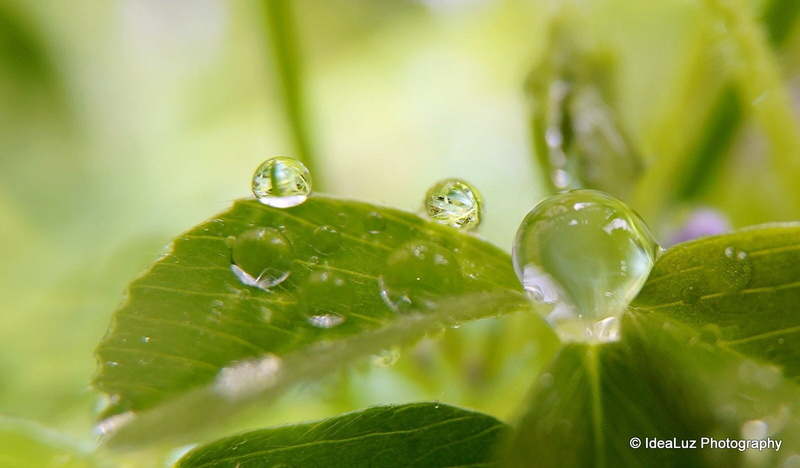 water, drop, toile, flowers, macro, zoom, gouttes, pluie, 720P, nature