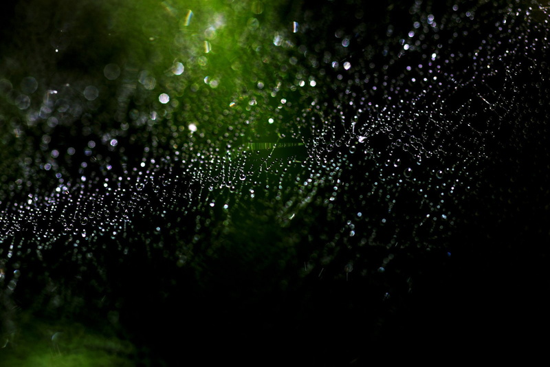 pluie, macro, nature, drop, flowers, water, toile, zoom, 720P, gouttes
