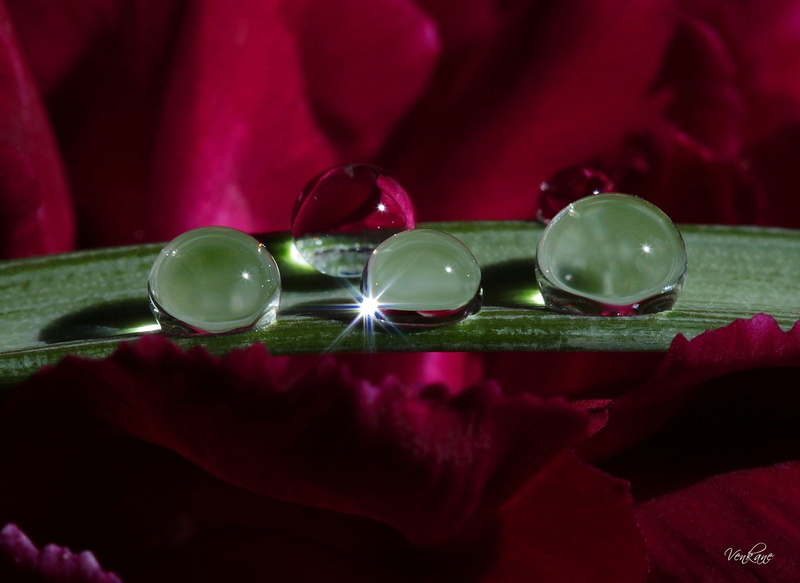 zoom, gouttes, macro, pluie, water, 720P, toile, flowers, drop, nature