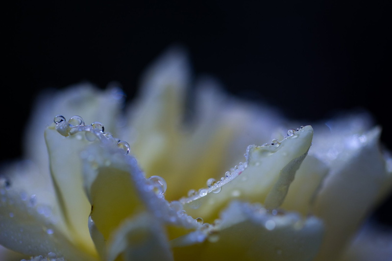 drop, flowers, 1080P, pluie, water, zoom, toile, nature, gouttes, macro