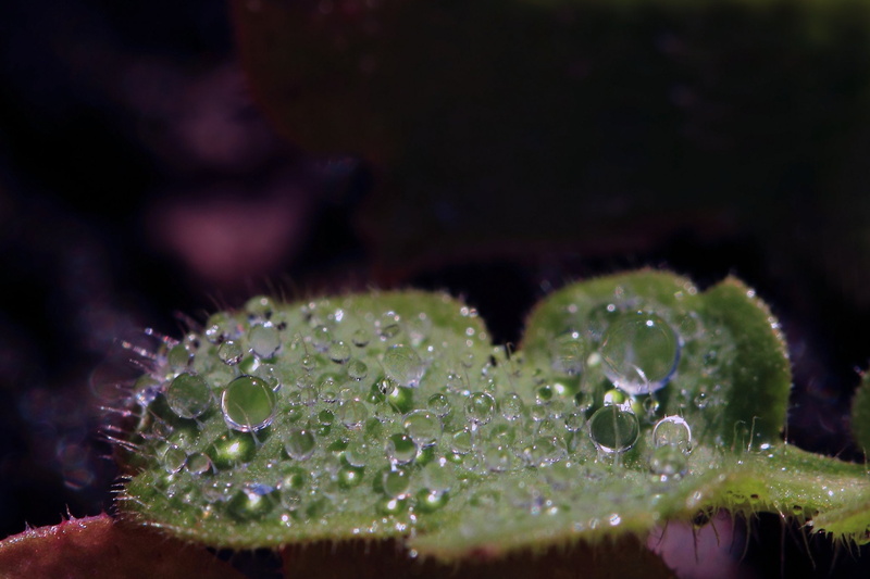 water, drop, nature, 1080P, macro, pluie, gouttes, flowers, toile, zoom