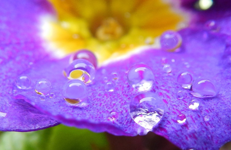 pluie, toile, water, nature, macro, zoom, flowers, drop, gouttes, 720P