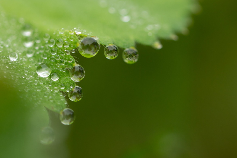 macro, zoom, gouttes, flowers, 1080P, drop, pluie, water, nature