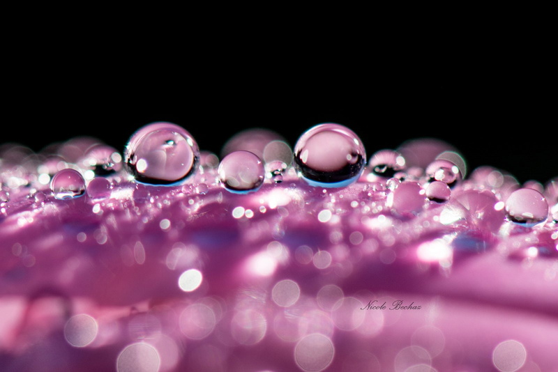 water, zoom, pluie, gouttes, drop, macro, 720P, toile, nature, flowers