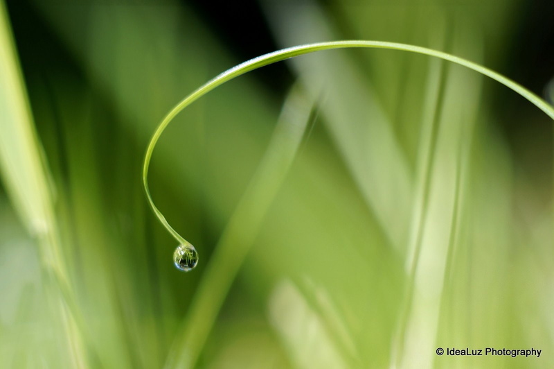 pluie, zoom, flowers, macro, drop, water, 720P, toile, gouttes, nature