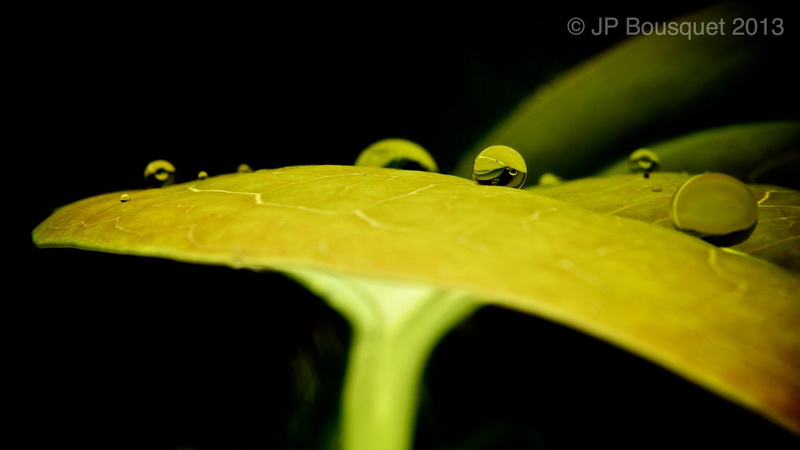 gouttes, nature, 1080P, macro, flowers, zoom, pluie, water, drop