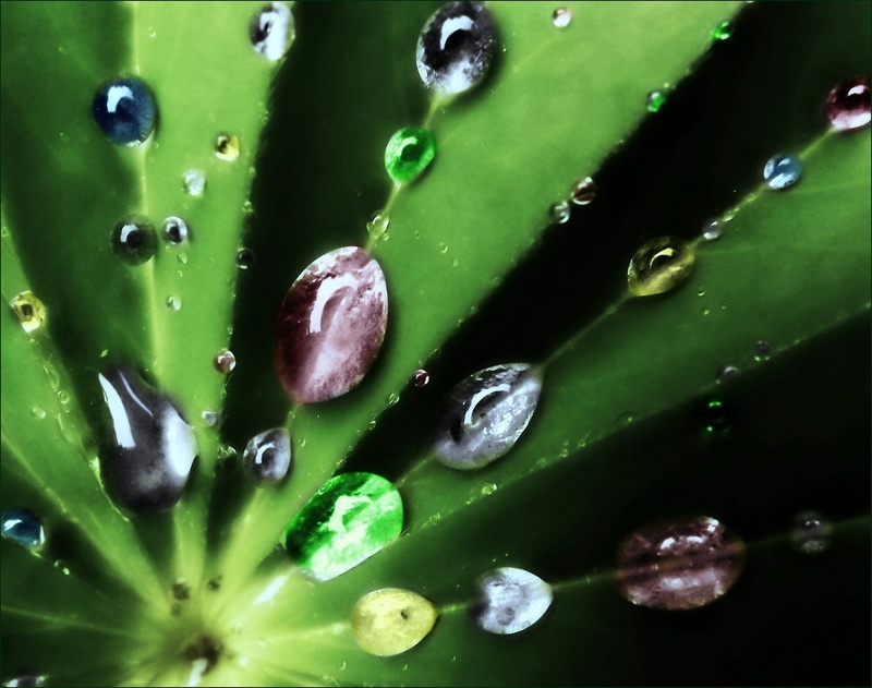 flowers, drop, gouttes, water, pluie, nature, zoom, 720P, macro