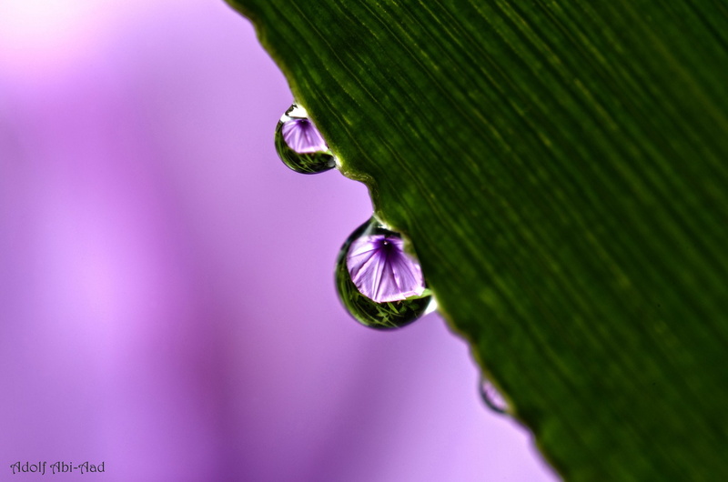 water, gouttes, pluie, nature, zoom, macro, flowers, 1080P, drop
