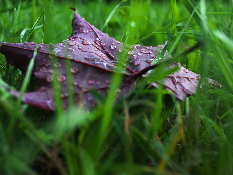 water, drop, pluie, zoom, gouttes, 720P, toile, macro, flowers, nature