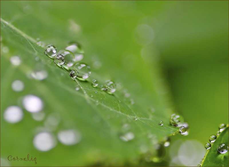 720P, gouttes, nature, zoom, macro, drop, pluie, flowers, water