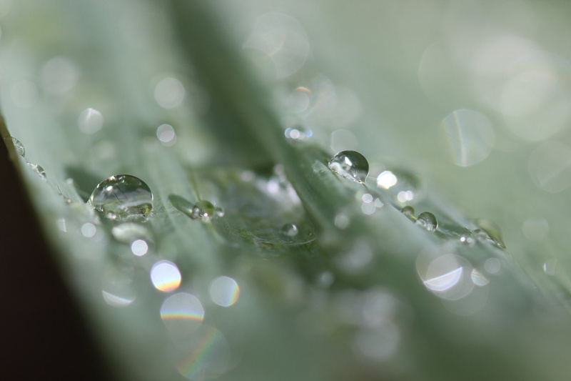 pluie, macro, drop, flowers, water, gouttes, 1080P, nature, zoom