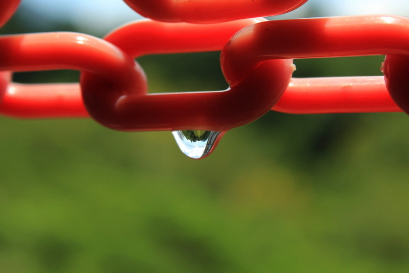 nature, zoom, pluie, flowers, water, macro, drop, 720P, gouttes