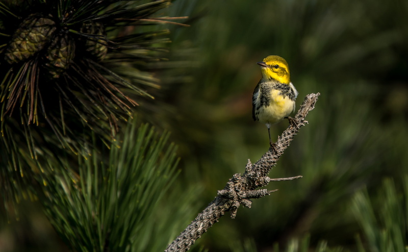 tree, plant, finch, perching, animal themes, looking away, one animal, animal, day, beauty in nature, focus on foreground, vertebrate, yellow bird, animals in the wild