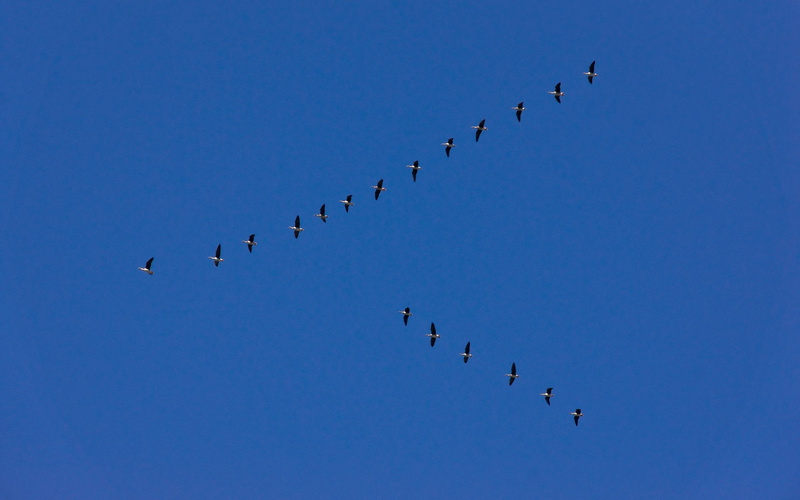blue, 2K, skies, birds, animals, voedel, formation, suedwaerts, migration