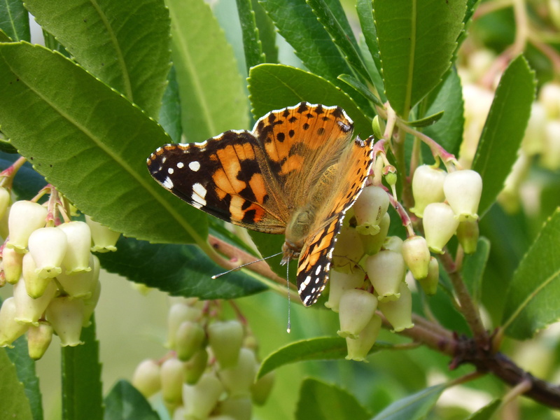 no people, animal, plant part, strawberry tree, flower, animal wildlife, animal themes, outdoors, 4K, butterfly - insect, one animal, close-up, libar