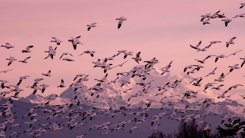 Skagit Mountains, Snow, Washington, Geese Migration, Birds, Winter, Bird, 1080P