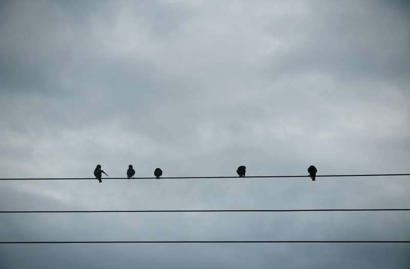 flock of birds, cable, nature, power supply, cloud - sky, power, utility, lines, perching, five, animal wildlife, bird, animals, sky, large group of animals