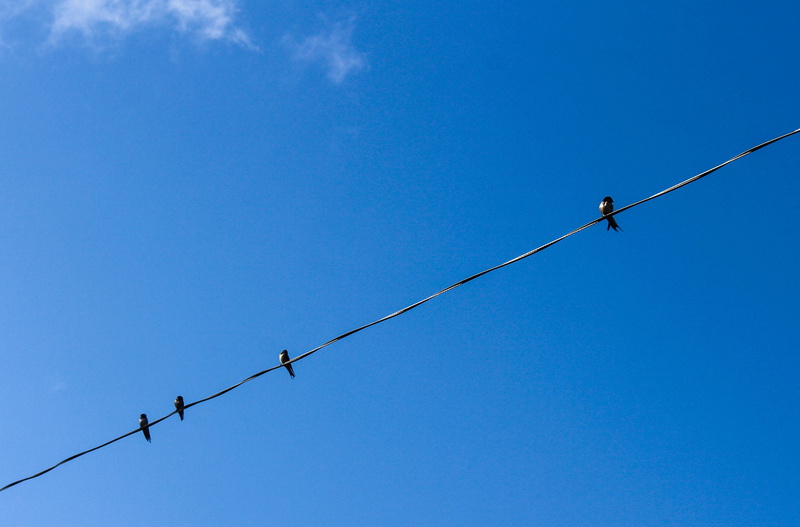 4K, sitting, clear sky, connection, rope, group, electric, sport, wire, feather, flock, blue, animal wildlife, no people, nature, sky, low angle view