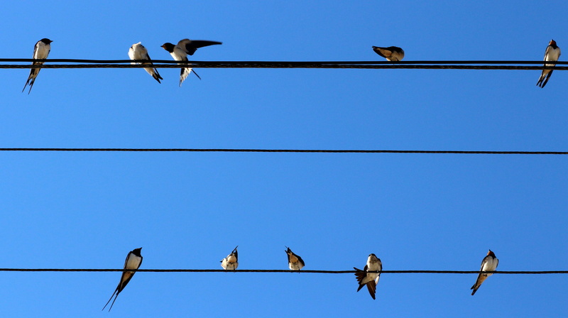 4K, cable, vertebrate, sky, bird, large group of animals, animal themes, Swallows, electricity, power line, swallow, blue, clear sky, power supply, telephone line