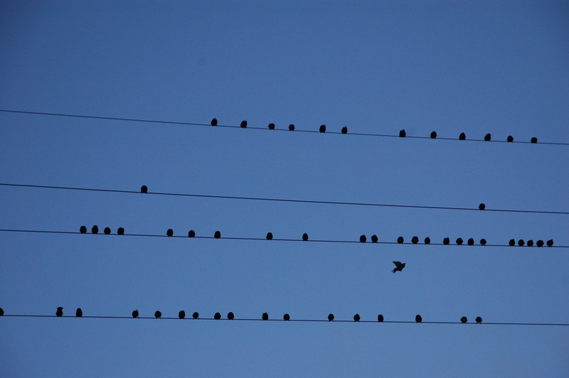 vertebrate, wre, no people, animal themes, electricity, power supply, animal wildlife, partition, wire, bird, large group of animals, flock Of Birds, sky