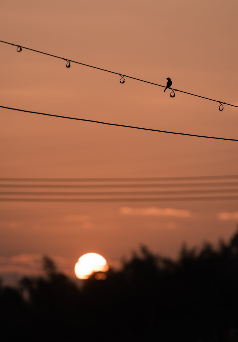 outdoors, electric transmission tower, bird, electricity, sun, power lines, connection, silhouette, porches, red sky, group of animals, sunlight, flying