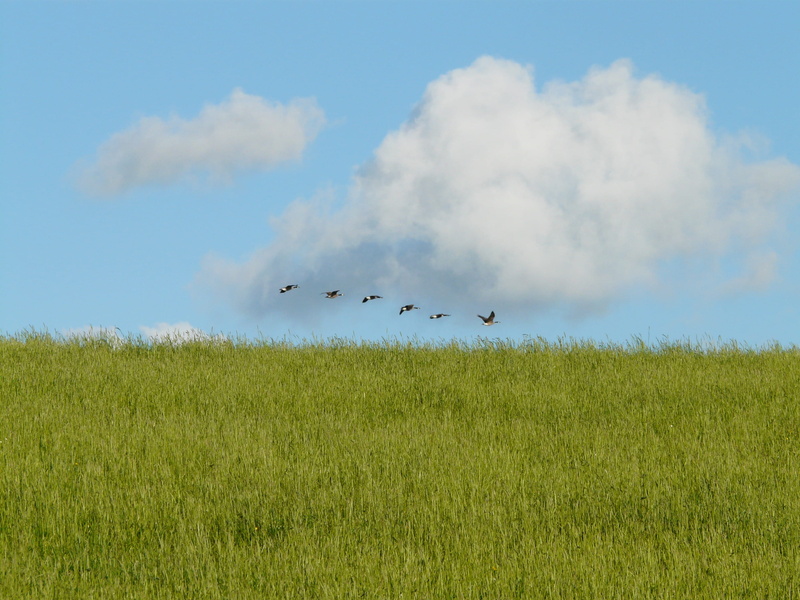day, motion, Fly, rest, bird, plant, animal themes, summer, cloud - sky, green color, animal wildlife, idyll, meadow, flock, blue, north sea, animal, sky