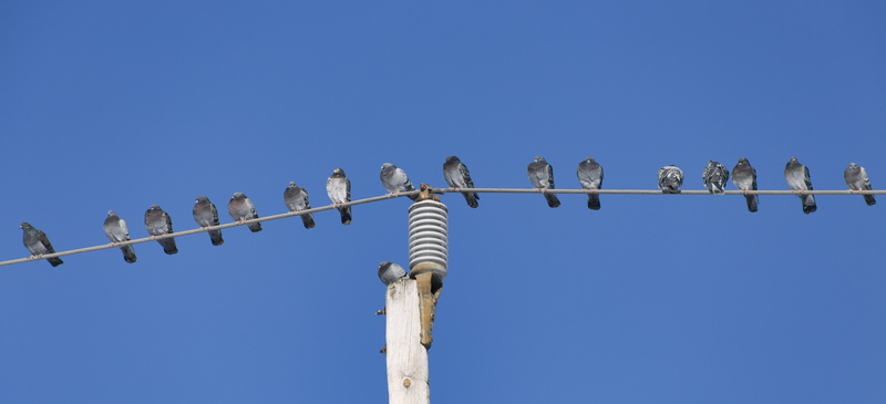 technology, no people, animal, photo, nature, pole, sunny, sky, large group of animals, wildlife, outdoors, low angle view, clear sky, low, perching, flock of birds