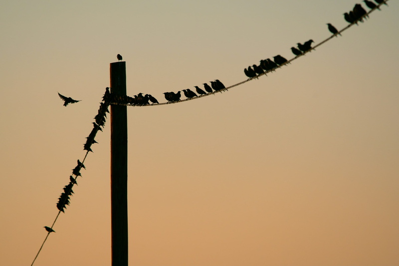flock, flock of birds, connection, backlit, transmission, 2K, outdoors, sunset, nature, power line, power, pole, animal themes, clear sky, copy space